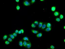 SIGLEC9 Antibody (clone OTI6D8)
