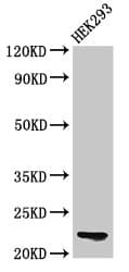 HIST1H1E Antibody