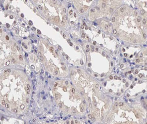 SENP8 Antibody