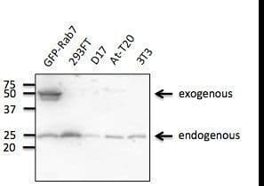 IHC-plus™ RAB7A / RAB7 Antibody (C-Terminus)
