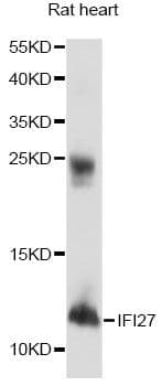 IFI27 / p27 Antibody