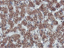 Monoclonal Mouse anti-Human APMAP / C20orf3 Antibody (clone 4F6, Carrier-free, IHC, WB)