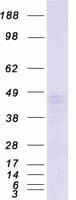 Human SCAMP3 Protein (Recombinant Myc-DDK (Flag))