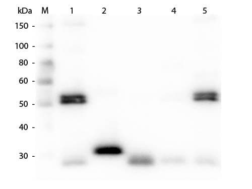 Chicken Anti-Rat IgG Secondary Antibody (HRP)