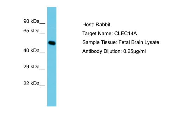 CLEC14A Antibody (C-Terminus)