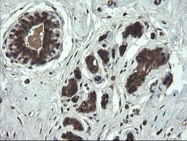 APP / Beta Amyloid Precursor Antibody (clone OTI7B8, Carrier-free)