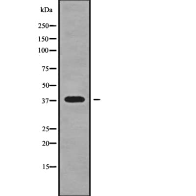 NKX2-3 Antibody