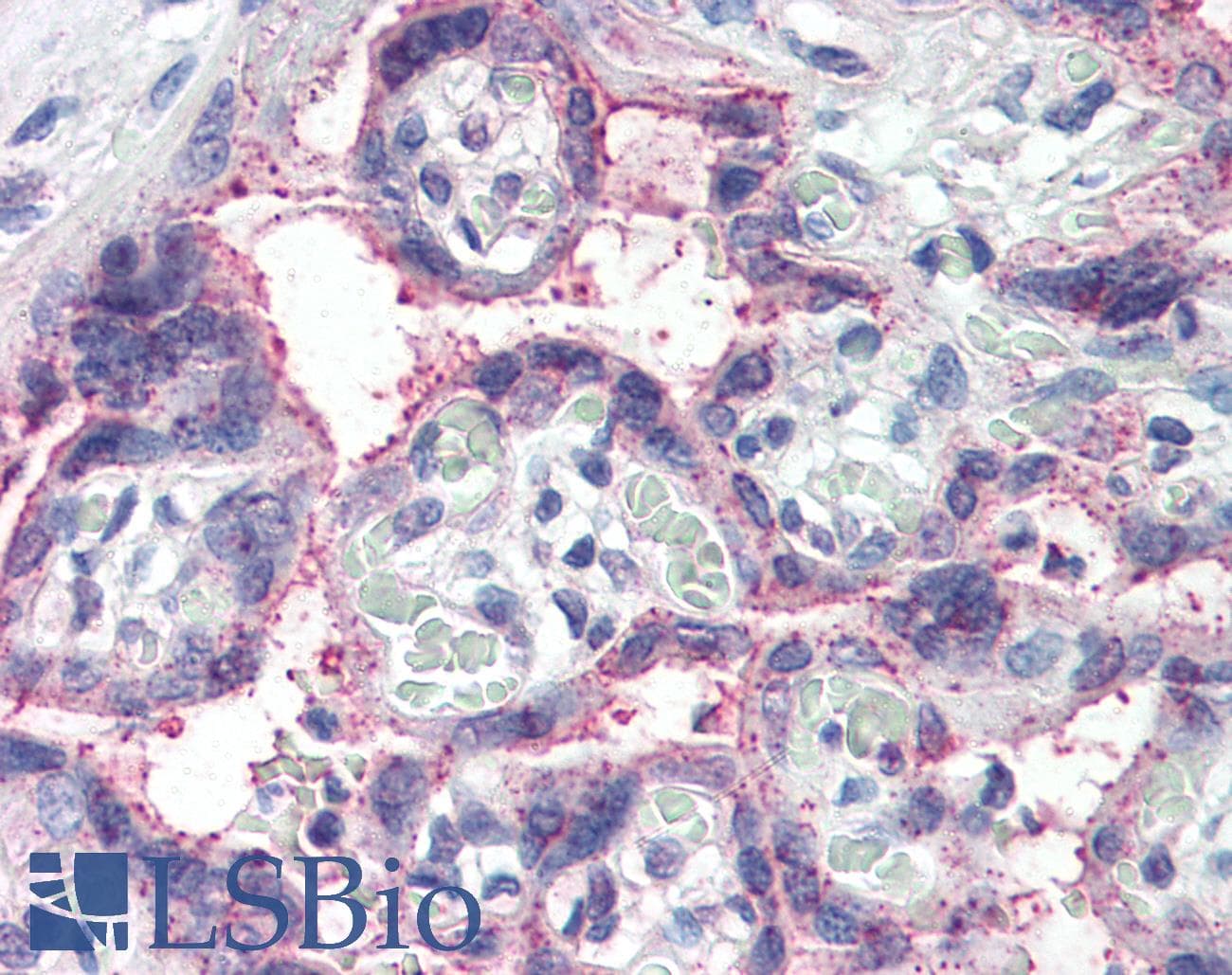IHC-plus™ NOTCH3 Antibody (aa2306-2318)