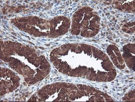 CNDP2 Antibody (clone OTI8A2, Carrier-free)