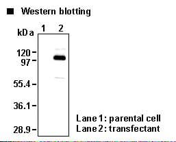 IHC-plus™ SLC9A1 / NHE1 Antibody