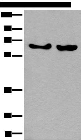 Polyclonal Rabbit anti-Human C13orf34 / BORA Antibody (IHC, WB)