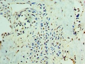 SMAD3 Antibody (aa1-230)