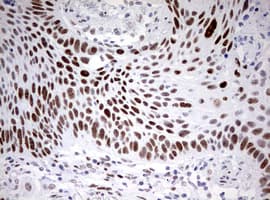 CD5 Antibody (clone OTI10F4)
