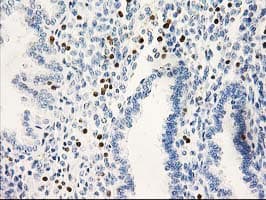 STAT4 Antibody (clone OTI 4H4, Carrier-free)
