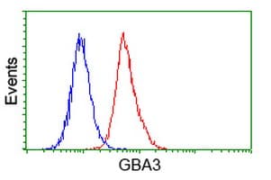 GBA3 / CBG Antibody (clone OTI4C7)
