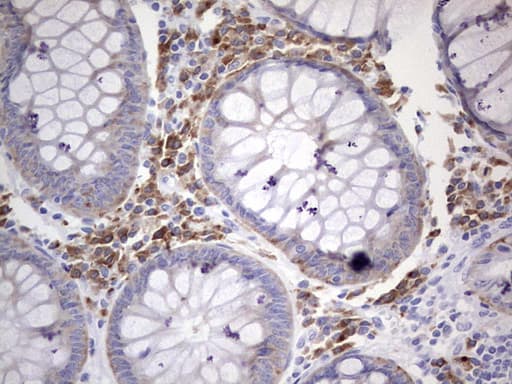N4BP2L2 Antibody (clone OTI5C5, Carrier-free)
