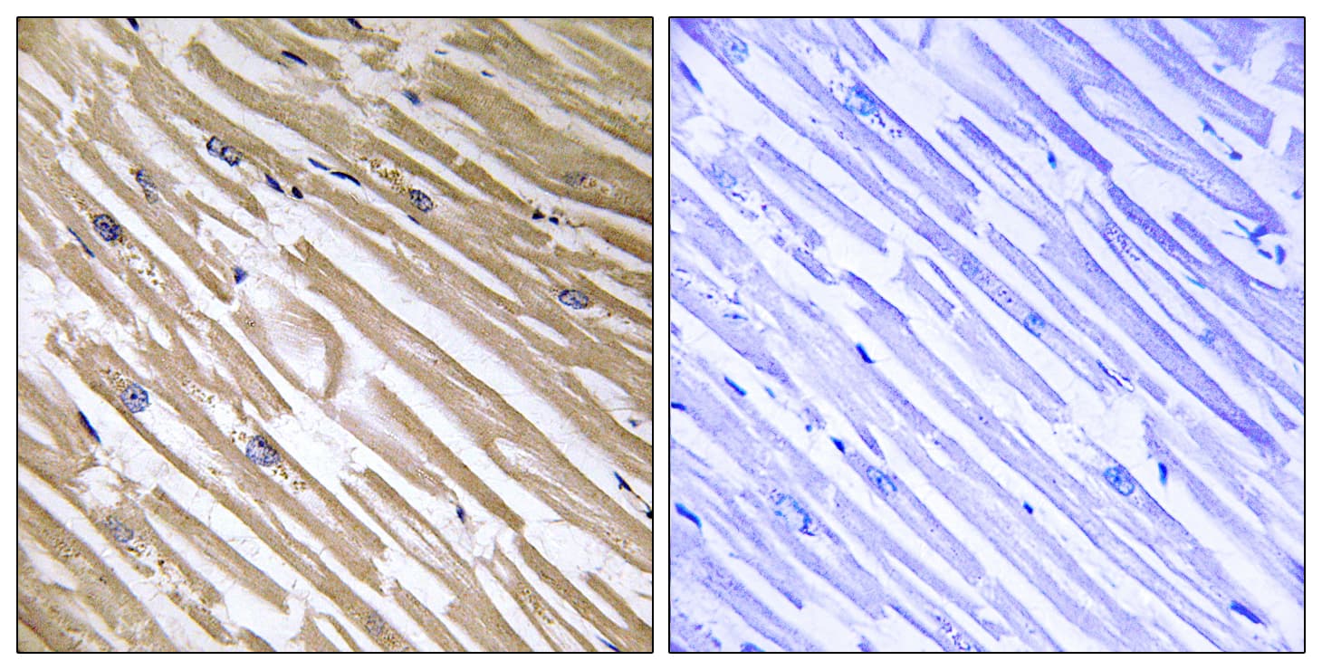 NDRG4 Antibody (aa187-236)