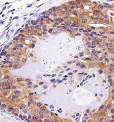 FAT4 Antibody (Biotin)