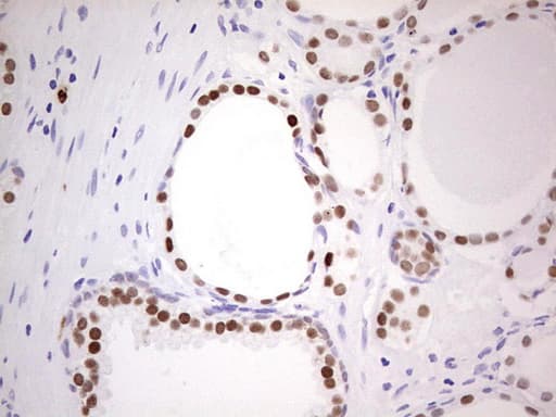 NKX3-1 Antibody (clone OTI4H6, Carrier-free)