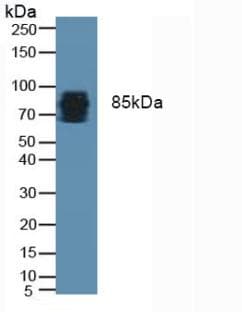 POSTN / Periostin Antibody (aa97-230)