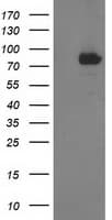 STAT4 Antibody (clone OTI2G5)