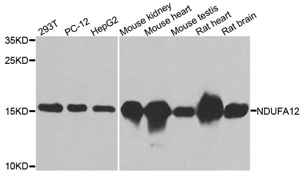 NDUFA12 / B17.2 Antibody