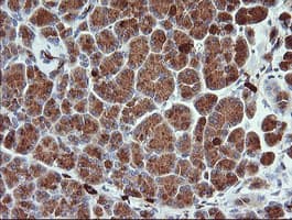 KLK8 / Kallikrein 8 Antibody (clone OTI5B1)