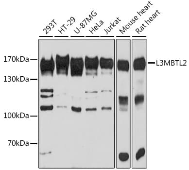 LNPEP Antibody