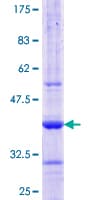 Human AAMP Protein (Recombinant GST, N-terminus)