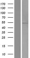 PRAMEF5 Protein (Over-Expression Lysate Myc-DDK (Flag))