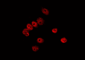 EME1 Antibody