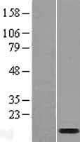 LCE1B Protein (Over-Expression Lysate Myc-DDK (Flag))