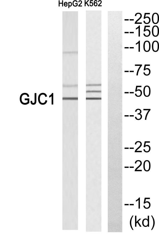 GJC1 / CX45 / Connexin 45 Antibody