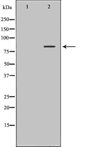 SLC3A1 / ATR1 Antibody