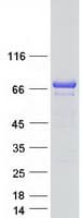 Human DMPK / DM Protein (Recombinant Myc-DDK (Flag))