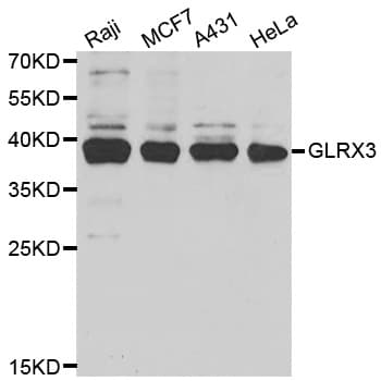 Polyclonal Rabbit anti-Human GLRX3 / Glutaredoxin 3 Antibody (IHC, WB)