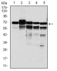 RPA70 / RPA1 Antibody (clone 4C4)
