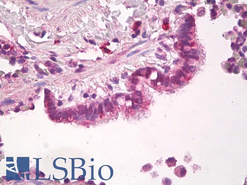 IHC-plus™ NANOG Antibody