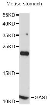 Gastrin Antibody