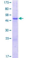 Human HTTY1 / TTYH1 Protein (Recombinant GST)