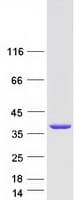 Human FGL1 / Hepassocin Protein (Recombinant Myc-DDK (Flag))