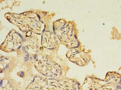 NOSTRIN Antibody