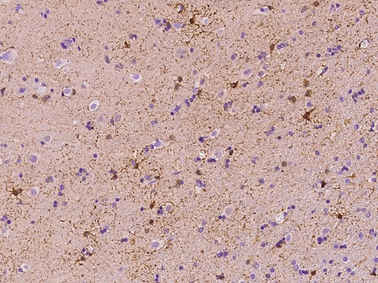 FABP7 / BLBP / MRG Antibody (Preservative Free)