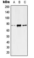IHC-plus™ Polyclonal Rabbit anti-Human KCNQ4 Antibody (C-Terminus, IHC, WB)