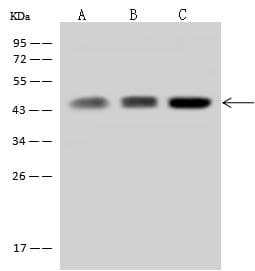 Polyclonal Rabbit anti-Human WWOX Antibody (IHC, IF, WB)