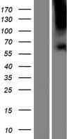 TBC1D3F Protein (Over-Expression Lysate Myc-DDK (Flag))