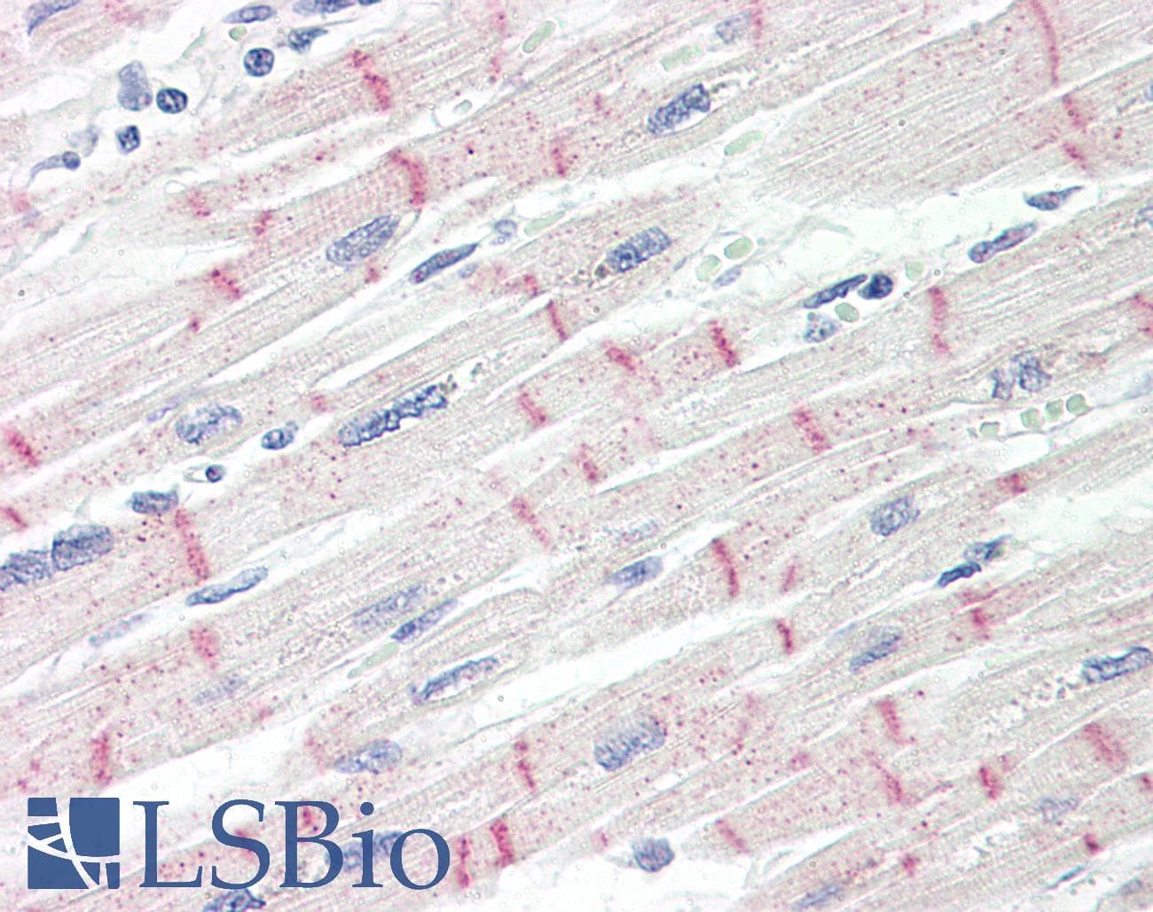 IHC-plus™ Alpha Catenin Antibody (aa857-906)