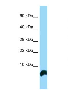 GTF2H5 Antibody (C-Terminus)