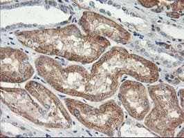 NAPE-PLD Antibody (clone OTI7B9)