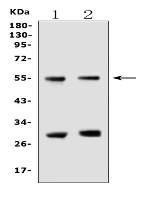 EPOR / EPO Receptor Antibody